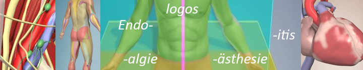 Collage_anatomie.jpg