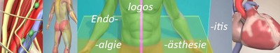 Collage_anatomie.jpg